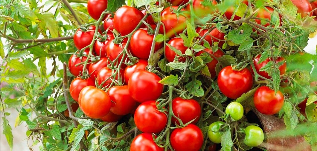 Nova ljetna dijeta zaludjela je društvene mreže, a nutricionistica otkriva što se zapravo događa s tijelom