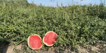 NAPOKON Kasnila zbog kiše, ali urod je odličan: domaće dinje stigle su na tržište! I pipuni!