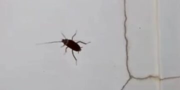 [VIDEO] Najezda žohara u staroj gradskoj jezgri: “To su milijuni skarambeža, ne možemo se obraniti”
