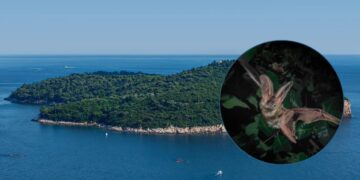 Kad posljednji brod napusti Lokrum, otok preuzima 12 vrsta skrivenih stanovnika