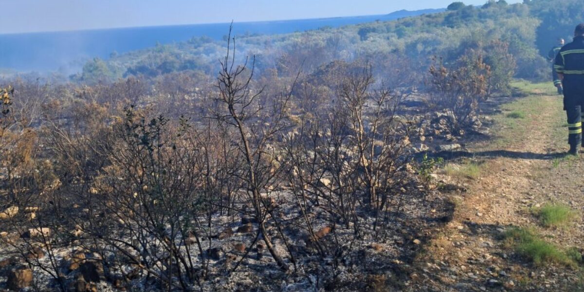 Pelješkim uzgajivačima loze i maslina stiže pomoć države nakon velikih požara, ovo su detalji
