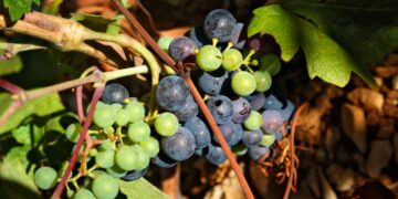 Berba počela gotovo mjesec dana ranije, a onda je stigla vatra: Pelješka vinarka otkriva što se događa s vinogradima