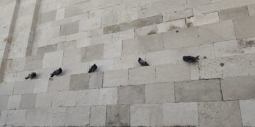 Na zidu Katedrale Gospe Velike održan je pravi mali golubarski sastanak