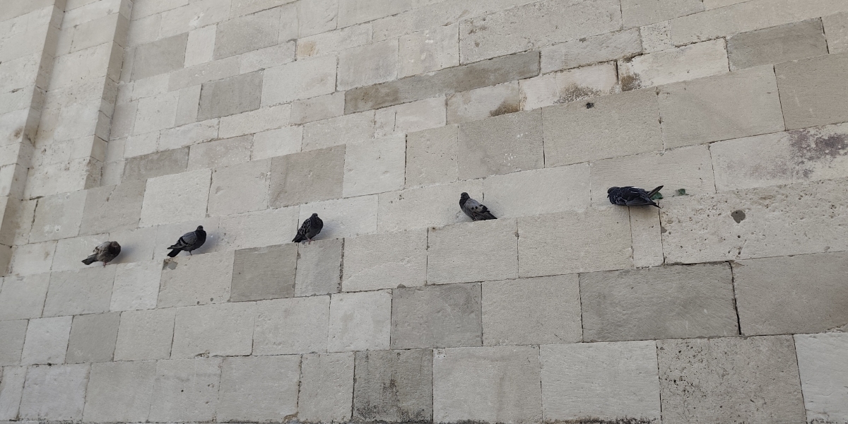 Na zidu Katedrale Gospe Velike održan je pravi mali golubarski sastanak