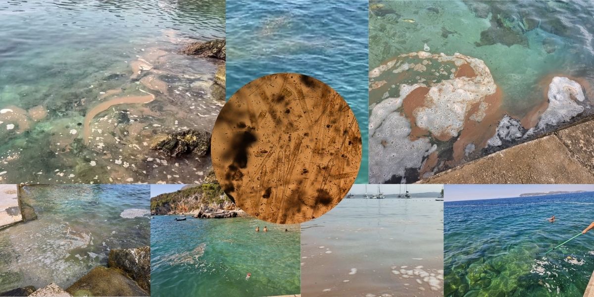 "FEKALIJE“ PREPLAVILE JADRAN? Grilec objašnjava što su smeđe nakupine u moru