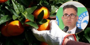 Suša je ostavila trag, a berba je pred vratima: Što čeka neretvanske mandarine?