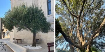 Maslina iz Opuzena i česmina s Korčule bore se za stablo godine