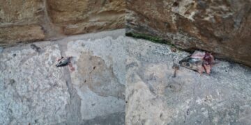 Riblje glave padale s prozora: Jedna pogodila turista!