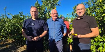 Manje mandarina, ali slađe: što je ove godine presudilo urodu u Neretvi