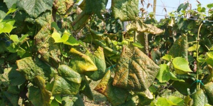Upozorenje: Širi se zlatna žutica vinove loze. Problem su zapušteni vinogradi