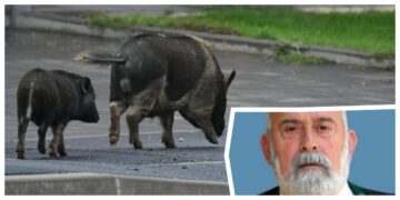 Divlje svinje sve češće dolaze do kuća, snimljene su i u Dubrovniku: Pitali smo predsjednika županijskog Lovačkog saveza imaju li građani razloga za strah