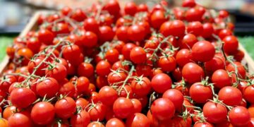Salmonela u cherry rajčicama iz Italije: Ima li razloga za zabrinutost u Dubrovačko-neretvanskoj županiji?