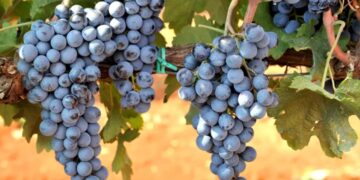 Plavac mali pred novim izazovima: Na Pelješcu će istraživati kako proizvesti vino s manje alkohola